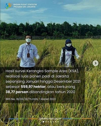 Padi Jakarta Maintaining Productivity in Limited Land Fixed Number