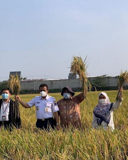 Harvesting with Ciherang Rice Varieties