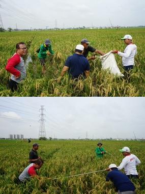 Implementation of Subround I Paddy Tiles in North Jakarta